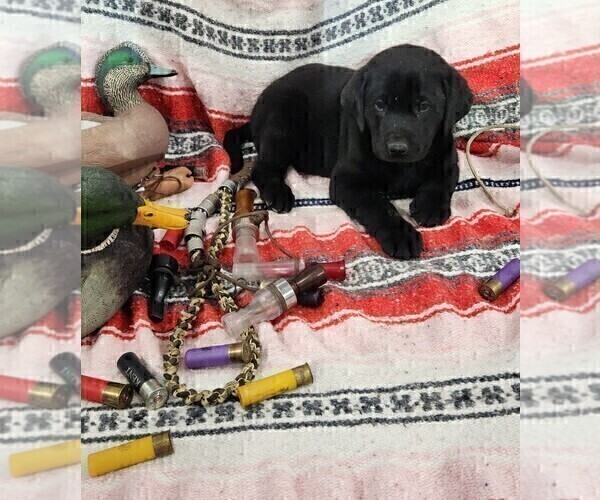 Medium Photo #14 Labrador Retriever Puppy For Sale in MERIDEN, KS, USA