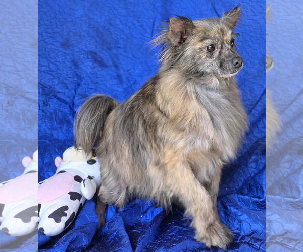 Medium Photo #2 Chiranian Puppy For Sale in Cuba, NY, USA