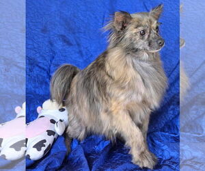 Chiranian Dogs for adoption in Cuba, NY, USA