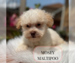 Small #2 Maltipoo