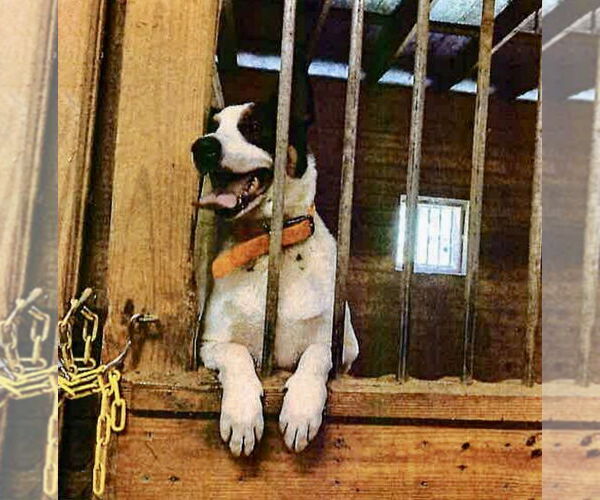 Medium Photo #2 Mutt Puppy For Sale in Maryville, TN, USA