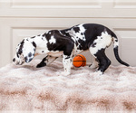 Small #8 Great Dane
