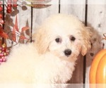 Small Photo #4 Bichpoo Puppy For Sale in MOUNT VERNON, OH, USA