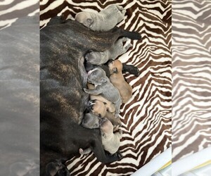 French Bulldog Puppy for sale in INDEPENDENCE, IA, USA
