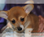 Small #1 Pembroke Welsh Corgi