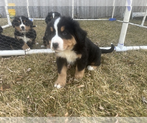 Medium Photo #2 Bernese Mountain Dog Puppy For Sale in ATHENS, WI, USA