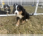 Small #1 Bernese Mountain Dog