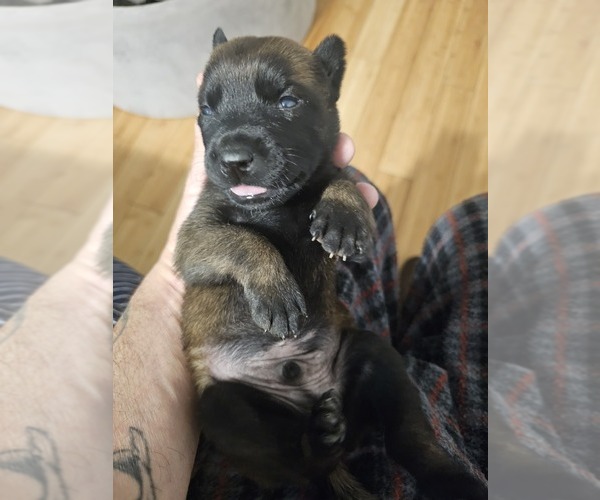 Medium Photo #8 Belgian Malinois Puppy For Sale in SHICKSHINNY, PA, USA