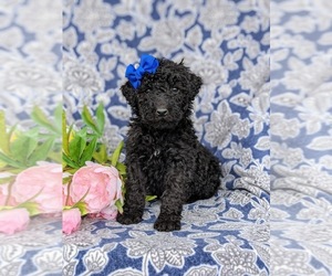 Goldendoodle Puppy for sale in CHRISTIANA, PA, USA