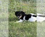 Small Photo #2 Brittany Puppy For Sale in WICHITA FALLS, TX, USA