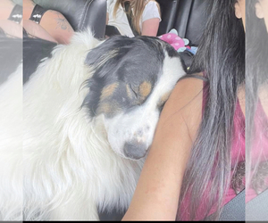 Father of the Australian Shepherd puppies born on 04/30/2025