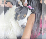Small Photo #1 Australian Shepherd Puppy For Sale in VILLE PLATTE, LA, USA