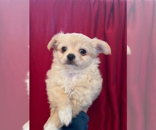 Medium Photo #1 Chihuahua Puppy For Sale in SAUSALITO, CA, USA