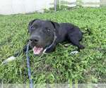 Small #10 Mutt