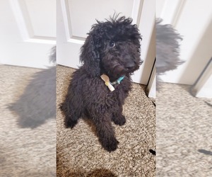 Poodle (Miniature) Puppy for sale in OMAHA, NE, USA