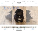 Small Photo #1 ShiChi Puppy For Sale in FORTSON, GA, USA