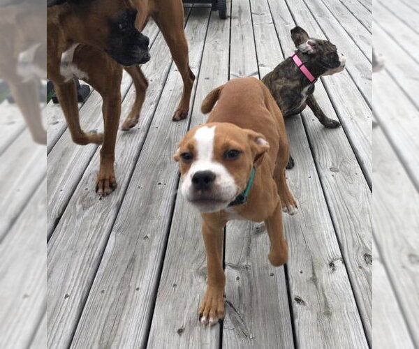 Medium Photo #15 Boxer-Unknown Mix Puppy For Sale in Burnsville, MN, USA