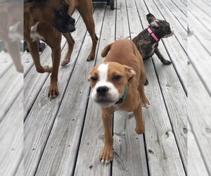 Ashton now Tyson - FOSTER OR ADOPT ME!! - Male Boxer-Unknown Mix Dog for Adoption - Photo #15