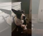 Raisin-Lucky Litter Mama - Female American Staffordshire Terrier-Unknown Mix Dog for Adoption - Small photo