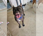 Small French Bulldog Mix