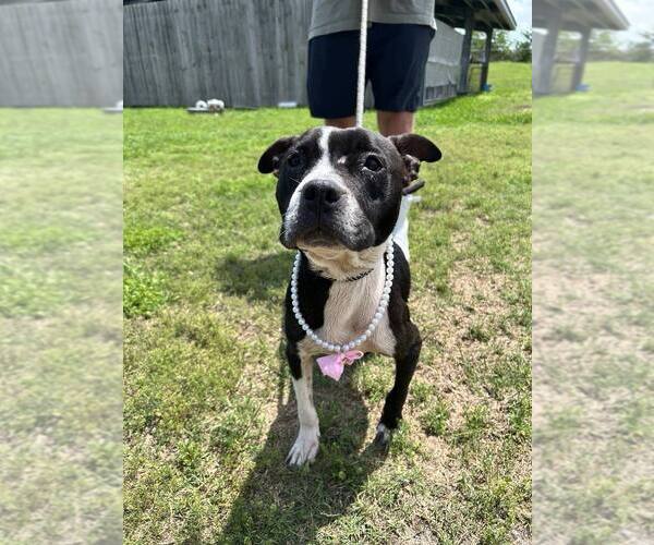 Medium Photo #1 Mutt Puppy For Sale in Abbeville, LA, USA