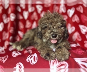 ShihPoo Puppy for sale in LAKELAND, FL, USA