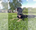 Small #3 German Shepherd Dog