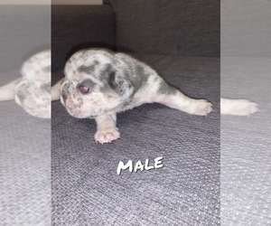 French Bulldog Puppy for Sale in Thorold, Ontario Canada