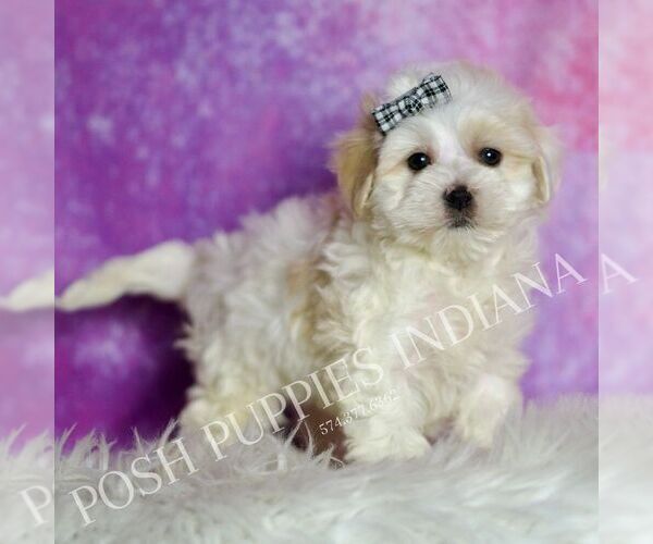 Medium Photo #4 Maltipoo (Miniature) Puppy For Sale in WARSAW, IN, USA