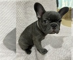Small Photo #4 French Bulldog Puppy For Sale in VALRICO, FL, USA