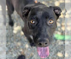 Labrador Retriever-Unknown Mix Dogs for adoption in San Diego, CA, USA