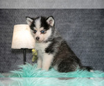 Small Photo #4 Pomsky Puppy For Sale in ELIZABETHTOWN, PA, USA
