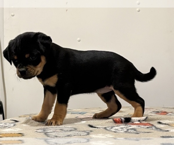 Medium Photo #14 Carlin Pinscher Puppy For Sale in COBB, WI, USA