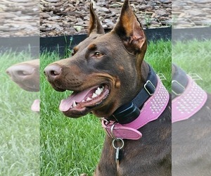 Mother of the Doberman Pinscher puppies born on 05/03/2025