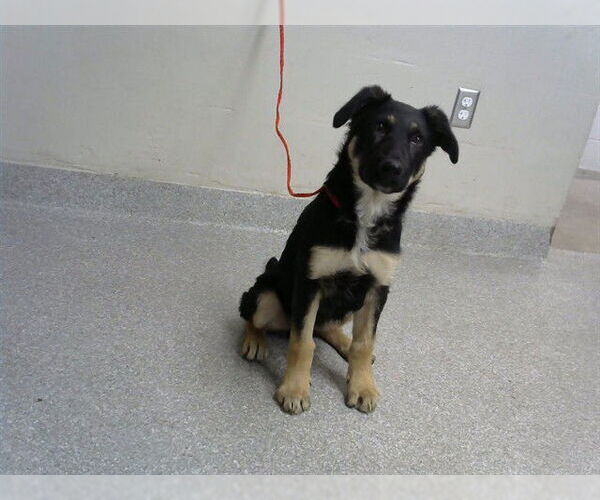 Medium Photo #1 German Shepherd Dog-Unknown Mix Puppy For Sale in Pasadena, TX, USA