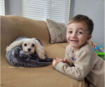 Small #8 Cavapoo