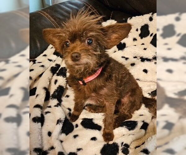 Medium Photo #2 Mutt Puppy For Sale in Boonton, NJ, USA