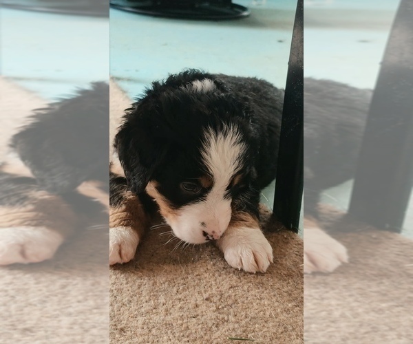 Medium Photo #4 Bernese Mountain Dog Puppy For Sale in SUPERIOR, WI, USA