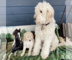 Mother of the Goldendoodle puppies born on 01/13/2025