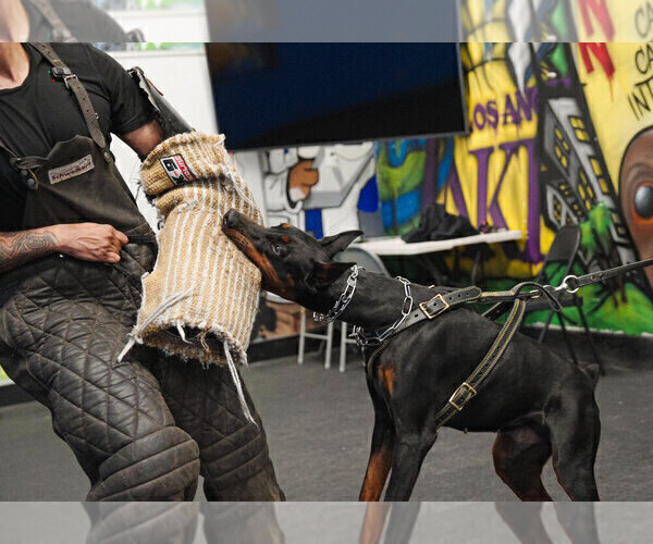 Medium Photo #139 Doberman Pinscher Puppy For Sale in FORT LAUDERDALE, FL, USA