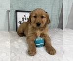 Small #4 Golden Retriever