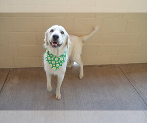 Great Pyrenees-Unknown Mix Dogs for adoption in McKinney, TX, USA