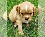 Small Photo #6 Cavalier King Charles Spaniel Puppy For Sale in BELVIDERE, IL, USA