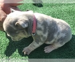 Small Photo #29 French Bulldog Puppy For Sale in PLACERVILLE, CA, USA