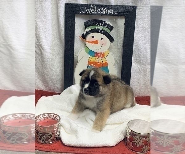 Medium Photo #2 Akita Puppy For Sale in STROUD, OK, USA