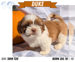 Small #8 Shih Tzu