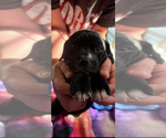 Small Bullypit