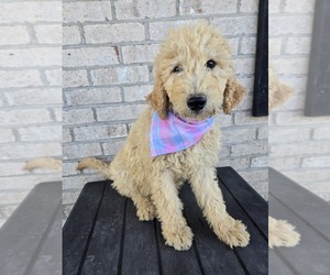 Labradoodle Puppy for sale in WILLIAMSTOWN, KY, USA