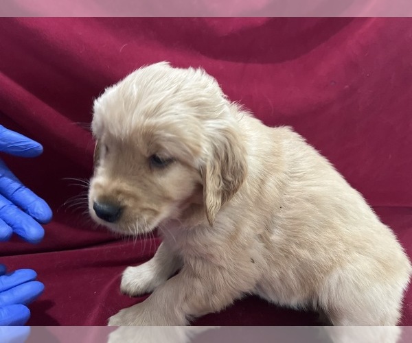 Medium Photo #2 Golden Retriever Puppy For Sale in DETROIT, MI, USA