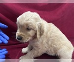 Small #1 Golden Retriever